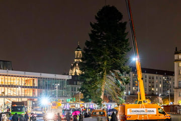 Dresden: Striezeltanne aufgestellt: Weihnachtsbaum lässt lange auf sich warten