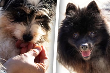 Gisi und Horsti lassen sich von Vergangenheit nicht brechen: Wird jetzt alles endlich besser?