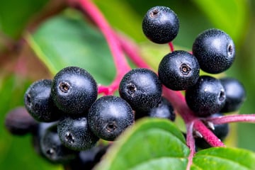 Diese Beeren sind in Thüringen eine Rarität