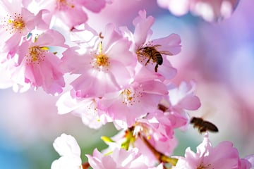 Frühlings-Feeling in NRW: Bis zu 21 Grad und viel Sonne