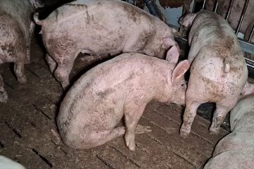 Tierschutzskandal: Verstörende Bilder aus Schweinemastanlage im Allgäu