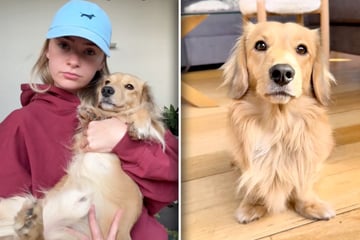 Frau stellt Hunde-Bett zum Putzen aufs Sofa: Was ihr Dackel dann tut, amüsiert so viele