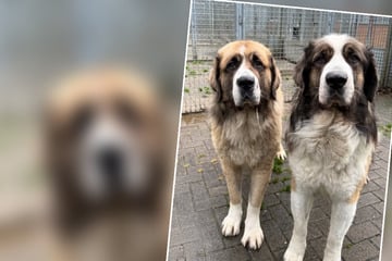 Grausame Aktion auf Kosten der Tiere: Besitzer lässt Hunde auf Firmengelände zurück