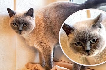 Wegen Eifersucht abgegeben! Katze "Lilli" sucht eine neue Bleibe