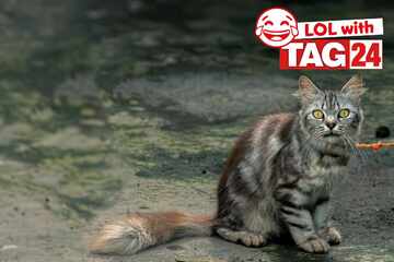 Joke of the Day for May 24, 2025: The top cat jokes for Caturday
