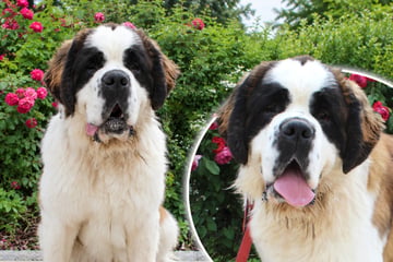 Ein Hund names Beethoven: 65-Kilo-Bernhardiner hofft auf Happy End