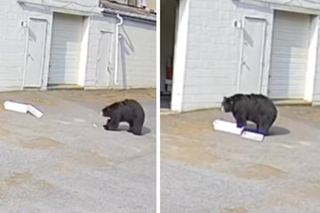 Black bear with a sweet tooth steals 60 cupcakes from bakery