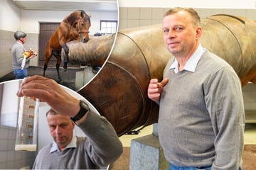 Besamungswart auf dem Moritzburger Landesgestüt: Er hilft der Pferdeliebe auf die Sprünge