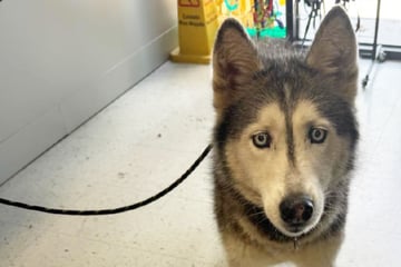 Retter prüfen Mikrochip von Husky: Kurz darauf sind sie total sprachlos