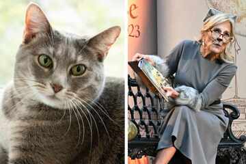 "First Feline" Willow the cat to star in children's book by Jill Biden