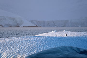 Surging tourism poses dangerous risks to Antarctica, scientists warn