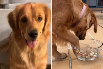 Golden Retriever strapaziert Lachmuskeln: Was macht er denn da?