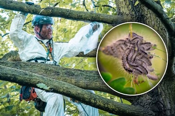 Dresden: Raupen-Alarm zum Kinderfest: Spezialisten machen Jagd auf giftige Spinner im Großen Garten