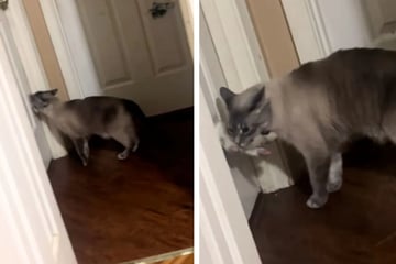 Frau weint, als sie bemerkt, was ihre Katze jeden Abend macht