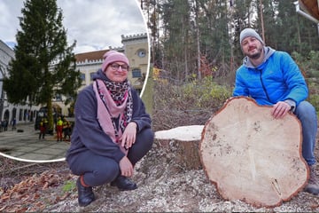 Der erste Weihnachtsbaum ist da! Wann folgen die nächsten?