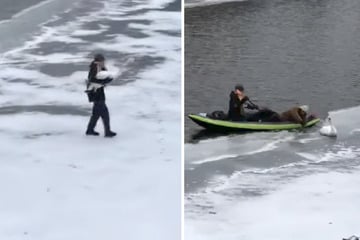 Schwan in Lebensgefahr: So mutig handeln die Retter auf dem Eis