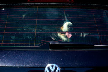 Polizei befreit Hunde aus überhitztem Auto