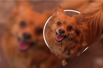 Spitz-Mädchen Paula ist ein kleiner Schatz, der leider ausgesetzt wurde