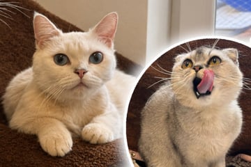 Kater geben sich in schweren Zeiten Halt: Finden sie ihr Happy End?