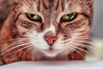 Katze verliert Schnurrhaare: Ist das normal?