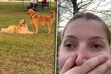 Golden Retriever will mit Artgenossen spielen: Was dann passiert, entsetzt sein Frauchen