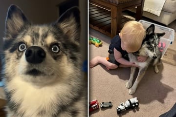 Little boy sweetly mourns his beloved dog in heartbreaking viral video