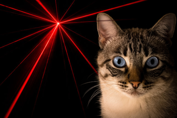 Katzen lieben Laserpointer, doch das kann ins Auge gehen!