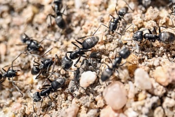 Ameisenalarm in Südhessen: Experten warnen vor gefährlicher Art