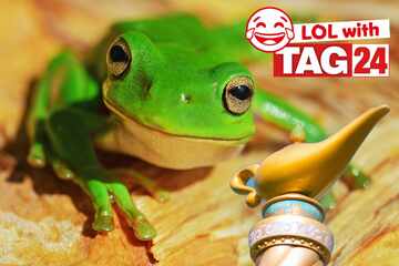Joke of the Day for September 25, 2025: A hopping animal funny to make you smile
