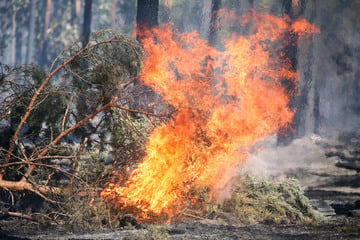 Waldbrandgefahr in Nordrhein-Westfalen steigt: Eine Sache ist jetzt ganz wichtig!