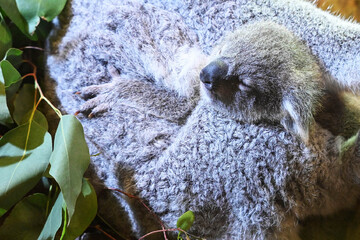Zoo Dresden: Hier kuschelt kleines Koala-Baby am liebsten