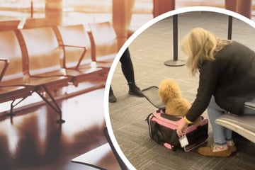 Aufregung am Flughafen: Frau versucht, Hund in winzige Box zu stopfen