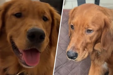 Golden Retriever ist stinksauer: Der Grund erheitert so viele