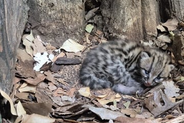 Premiere nach mehr als 180 Jahren: Dieses Wildkätzchen wurde im Zoo Berlin geboren