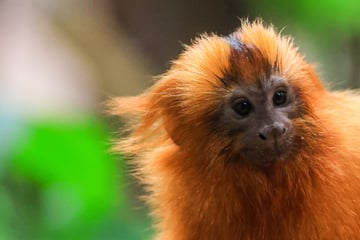 Neue Bewohner im Kölner Zoo: Besucher können jetzt Löwenäffchen bewundern