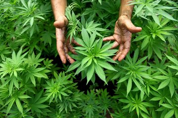 Hamburg: 100 Kilogramm Cannabis in Altona gefunden