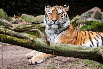 Nürnberger Tiergarten setzt künftig auf Löwen: Tiger Manu muss deshalb ausziehen