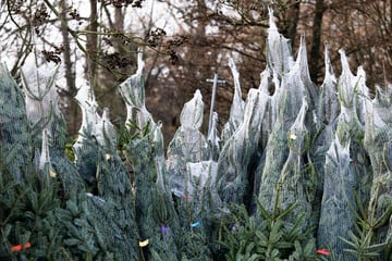 Schöne Bescherung! Dutzende Weihnachtsbäume in Magdeburg geklaut
