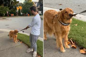 Golden retriever spooked by Halloween decoration stops walk dead in its tracks