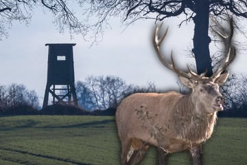 Baubranche und Bayern haben Schuld: Inzucht unter Rothirschen nimmt zu