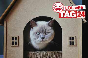 Joke of the Night for May 31, 2025: A cat joke to make you laugh on Caturday