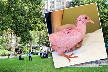 Tierschützer machtlos gegen Farb-Gase: Pinke Taube "Flamingo" qualvoll verendet