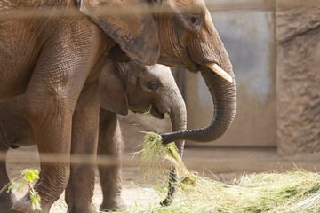 Muttertier wollte das Kalb nicht stillen: Zoo trauert um Baby-Elefanten