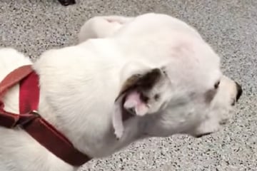 Familie kommt nach zwei Jahren mit Hund ins Tierheim: Was sie dann tun, bricht allen das Herz