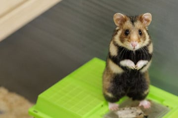 Zu Ostern: Erster Feldhamster-Nachwuchs des Jahres erwartet