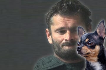 Mann verbrennt Chihuahua im Ofen: Die bizarre Erklärung macht fassungslos