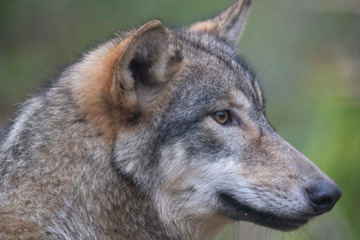 Wolf zum Abschuss freigegeben: Naturschützer gehen auf die Barrikaden
