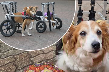 Rolli-Hunde in Not: Tierschutzhof kämpft ums Überleben