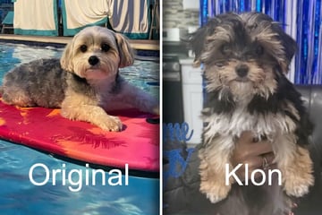 Frau lässt Hund klonen: Als sie das neue Tier kennenlernt, erteilt es ihr sofort eine Lektion