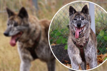 Shaggy kam verwahrlost und abgemagert ins Tierheim, jetzt soll für ihn alles besser werden